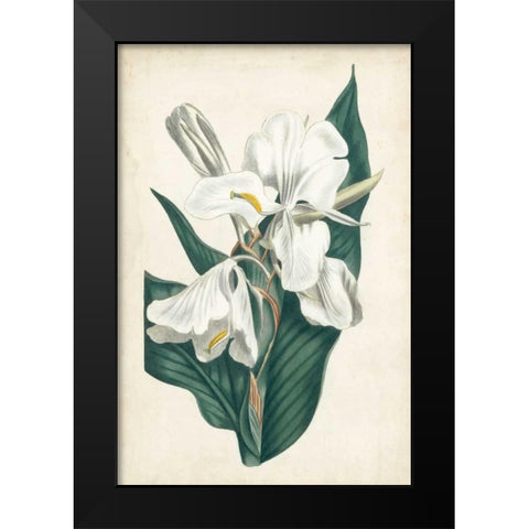 Ivory Garden IV Black Modern Wood Framed Art Print by Curtis