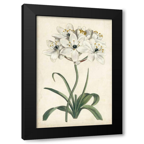 Ivory Garden V Black Modern Wood Framed Art Print by Curtis
