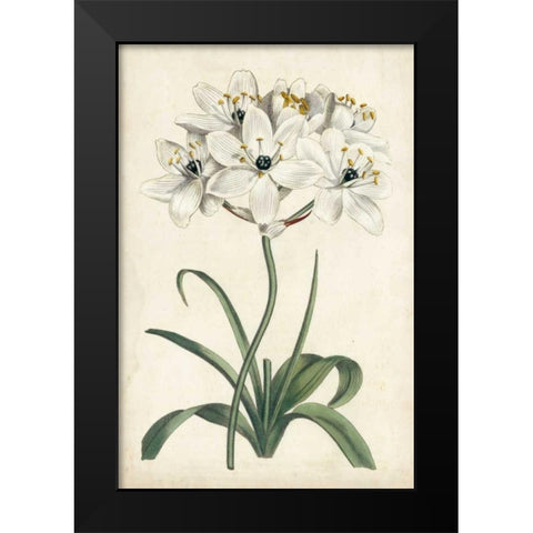 Ivory Garden V Black Modern Wood Framed Art Print by Curtis
