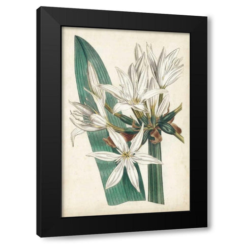 Ivory Garden VI Black Modern Wood Framed Art Print by Curtis