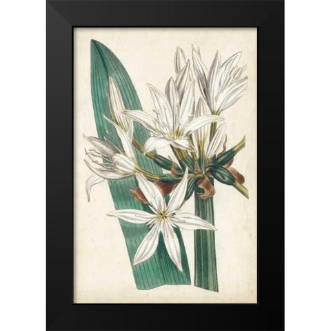 Ivory Garden VI Black Modern Wood Framed Art Print by Curtis