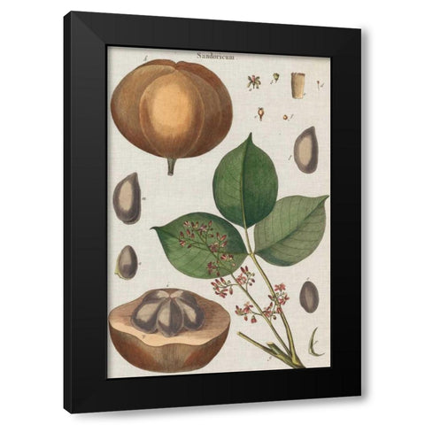 Exotic Botanique III Black Modern Wood Framed Art Print with Double Matting by Vision Studio