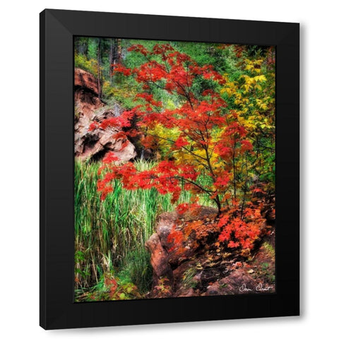 Peaceful Woods I Black Modern Wood Framed Art Print with Double Matting by Drost, David