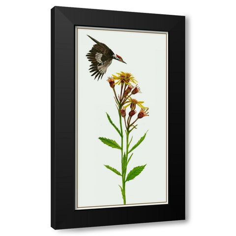 Tephroseris Flammea I Black Modern Wood Framed Art Print by Wang, Melissa