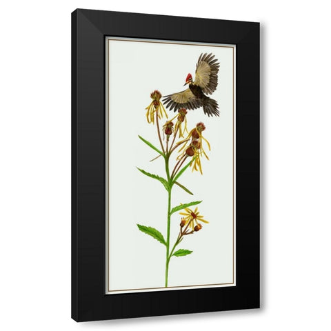 Tephroseris Flammea II Black Modern Wood Framed Art Print by Wang, Melissa