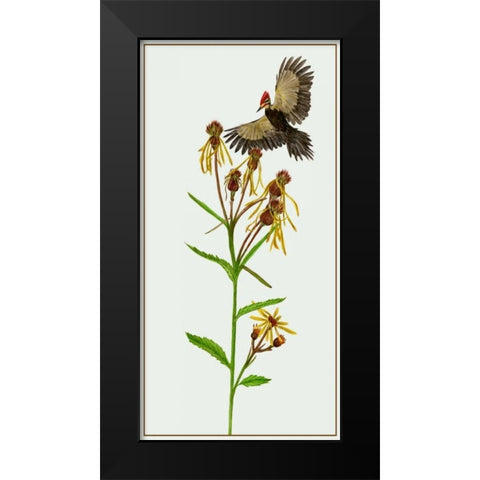 Tephroseris Flammea II Black Modern Wood Framed Art Print by Wang, Melissa