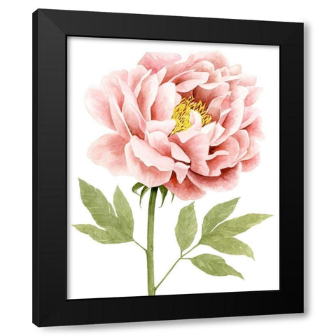 Watercolor Peony I Black Modern Wood Framed Art Print by Popp, Grace