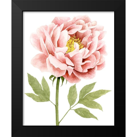 Watercolor Peony I Black Modern Wood Framed Art Print by Popp, Grace