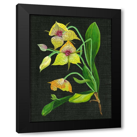 Telipogon Caulescens I Black Modern Wood Framed Art Print by Wang, Melissa