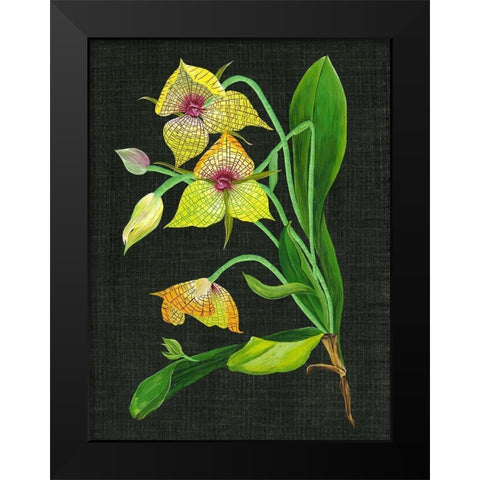 Telipogon Caulescens I Black Modern Wood Framed Art Print by Wang, Melissa