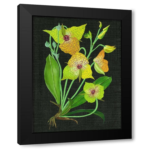 Telipogon Caulescens II Black Modern Wood Framed Art Print with Double Matting by Wang, Melissa