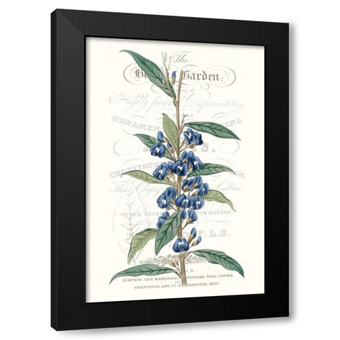 Flower Garden Varietals VI Black Modern Wood Framed Art Print with Double Matting by Vision Studio