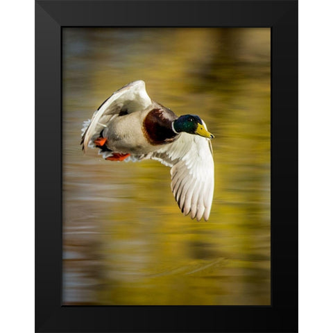 Mallard Flight I Black Modern Wood Framed Art Print by Stockton, Tyler