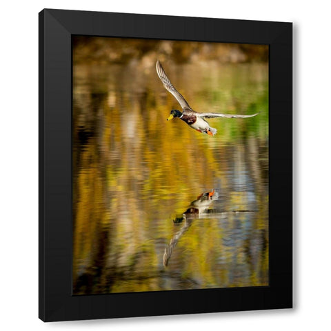 Mallard Flight II Black Modern Wood Framed Art Print by Stockton, Tyler