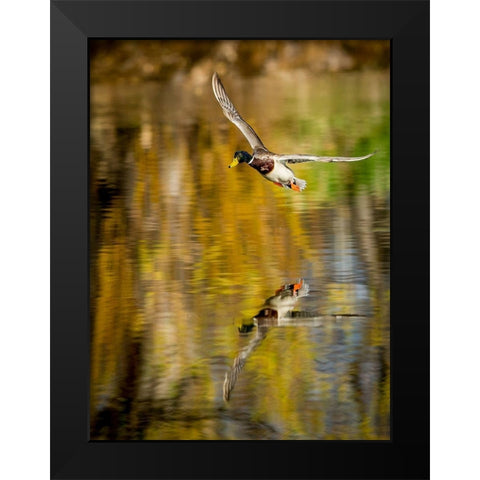 Mallard Flight II Black Modern Wood Framed Art Print by Stockton, Tyler