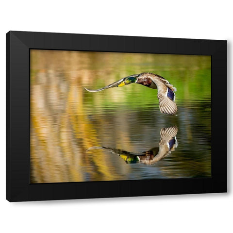 Mallard Flight III Black Modern Wood Framed Art Print by Stockton, Tyler