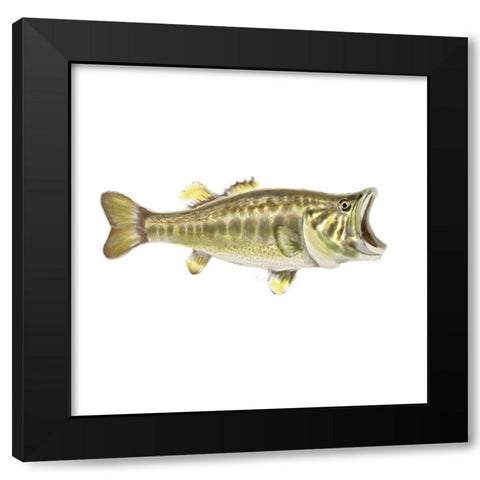 Illustrated Bass Black Modern Wood Framed Art Print with Double Matting by Novak, Rick