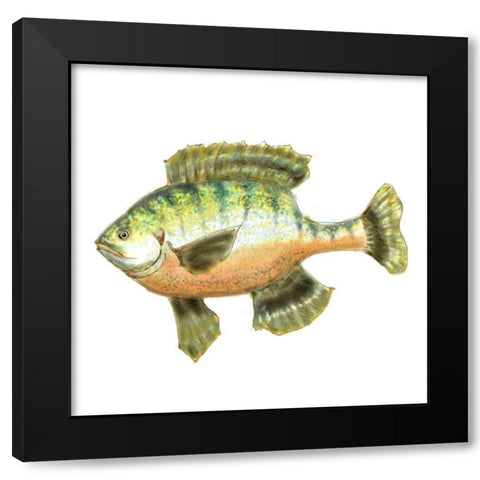 Illustrated Bluegill Black Modern Wood Framed Art Print with Double Matting by Novak, Rick