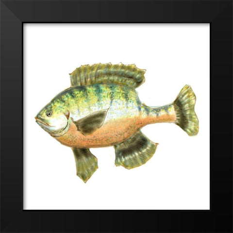 Illustrated Bluegill Black Modern Wood Framed Art Print by Novak, Rick