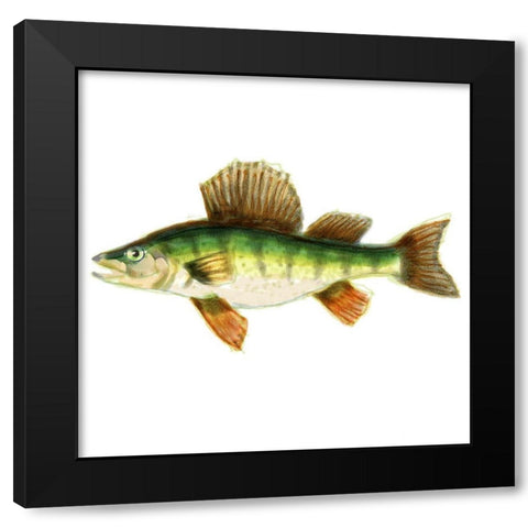 Illustrated Yellow Perch Black Modern Wood Framed Art Print by Novak, Rick
