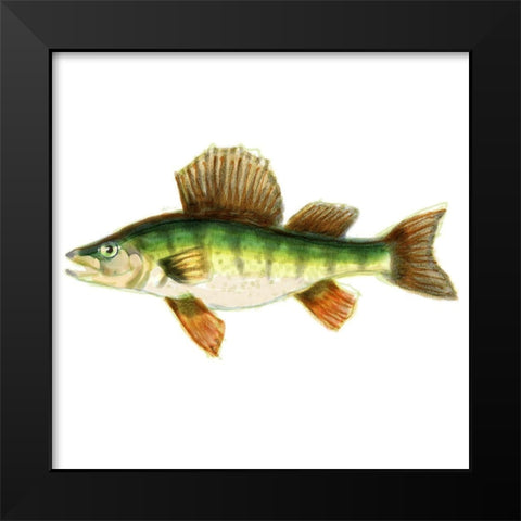 Illustrated Yellow Perch Black Modern Wood Framed Art Print by Novak, Rick