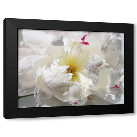 Breathless II Black Modern Wood Framed Art Print by Orlov, Irena