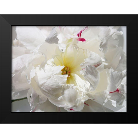 Breathless II Black Modern Wood Framed Art Print by Orlov, Irena