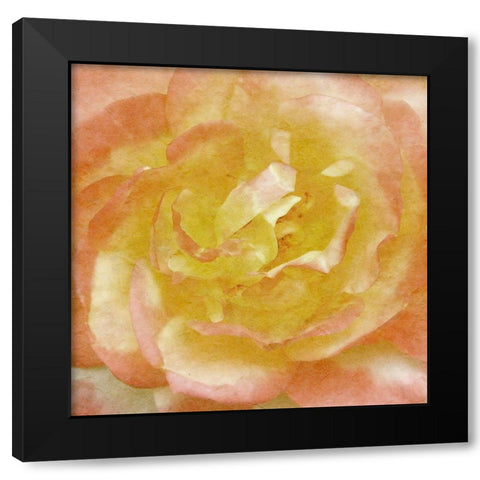 Wall Flower I Black Modern Wood Framed Art Print with Double Matting by Saunders, Alonzo
