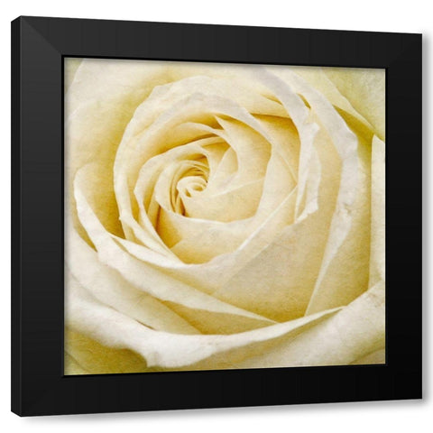 Wall Flower III Black Modern Wood Framed Art Print with Double Matting by Saunders, Alonzo