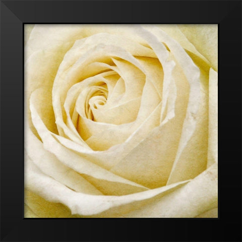 Wall Flower III Black Modern Wood Framed Art Print by Saunders, Alonzo