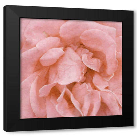Wall Flower IV Black Modern Wood Framed Art Print with Double Matting by Saunders, Alonzo
