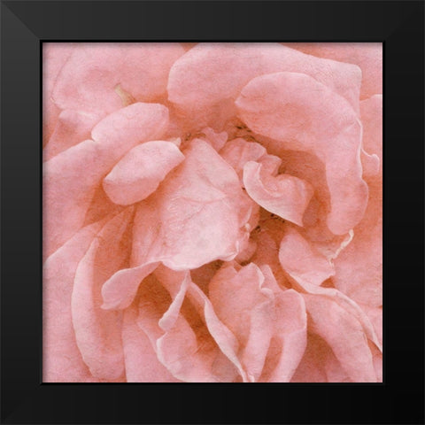 Wall Flower IV Black Modern Wood Framed Art Print by Saunders, Alonzo