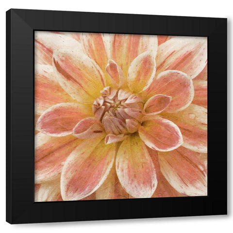 Wall Flower V Black Modern Wood Framed Art Print by Saunders, Alonzo