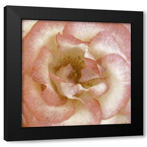 Wall Flower VI Black Modern Wood Framed Art Print with Double Matting by Saunders, Alonzo