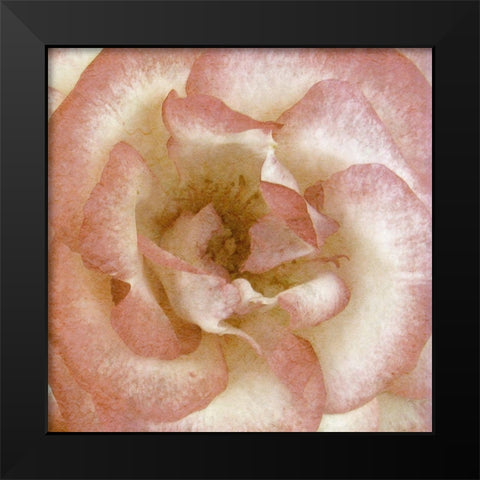 Wall Flower VI Black Modern Wood Framed Art Print by Saunders, Alonzo