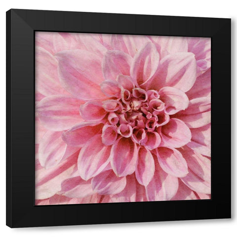 Wall Flower VII Black Modern Wood Framed Art Print with Double Matting by Saunders, Alonzo