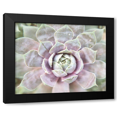 Succulent Glow I Black Modern Wood Framed Art Print with Double Matting by Johnson, Jason