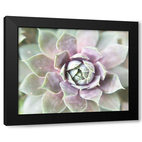 Succulent Glow II Black Modern Wood Framed Art Print by Johnson, Jason