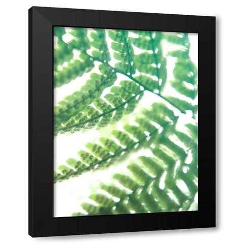 Fern Glow II Black Modern Wood Framed Art Print by Johnson, Jason