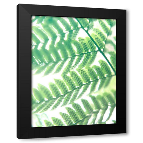 Fern Glow III Black Modern Wood Framed Art Print with Double Matting by Johnson, Jason
