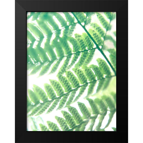 Fern Glow III Black Modern Wood Framed Art Print by Johnson, Jason