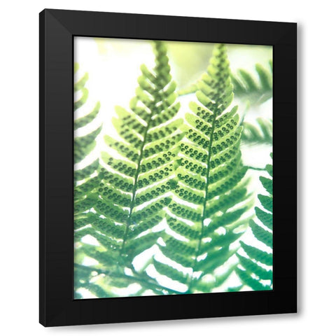 Fern Glow IV Black Modern Wood Framed Art Print with Double Matting by Johnson, Jason