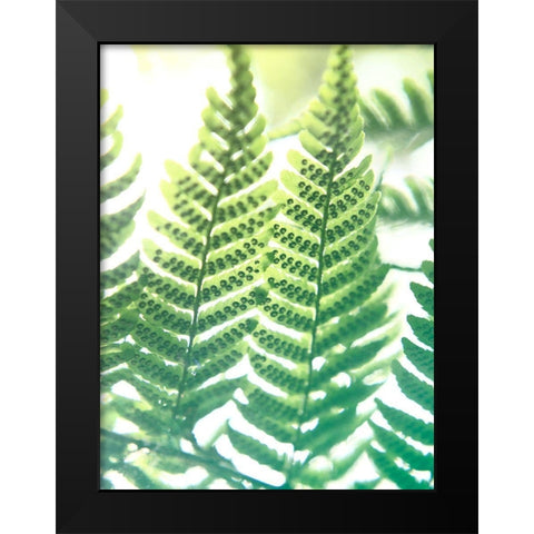 Fern Glow IV Black Modern Wood Framed Art Print by Johnson, Jason
