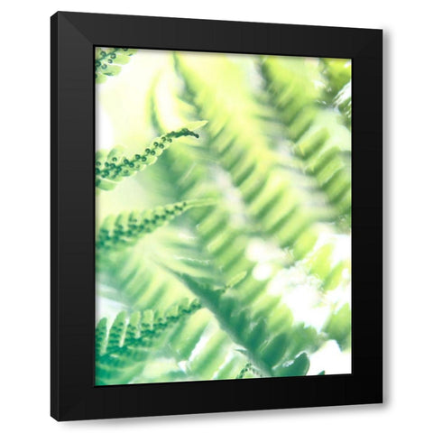Fern Glow VI Black Modern Wood Framed Art Print by Johnson, Jason