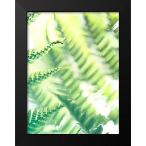 Fern Glow VI Black Modern Wood Framed Art Print by Johnson, Jason