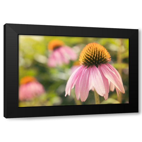 Echinancea Study I Black Modern Wood Framed Art Print with Double Matting by Johnson, Jason