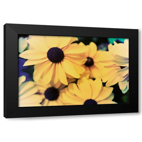 Susans I Black Modern Wood Framed Art Print by Johnson, Jason