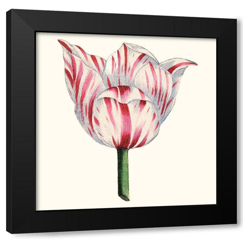 Tulip Garden I Black Modern Wood Framed Art Print with Double Matting by Vision Studio