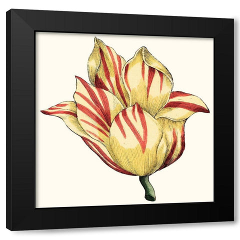 Tulip Garden III Black Modern Wood Framed Art Print by Vision Studio