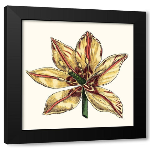 Tulip Garden V Black Modern Wood Framed Art Print with Double Matting by Vision Studio